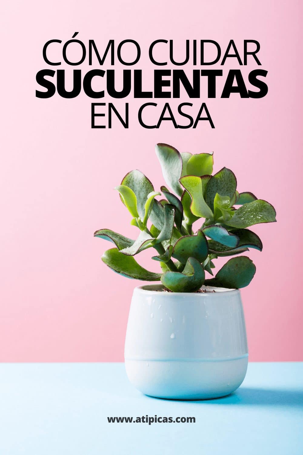 sinais de excesso de água em suculentas