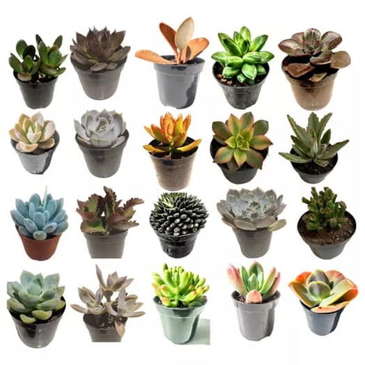 como cuidar de suculentas