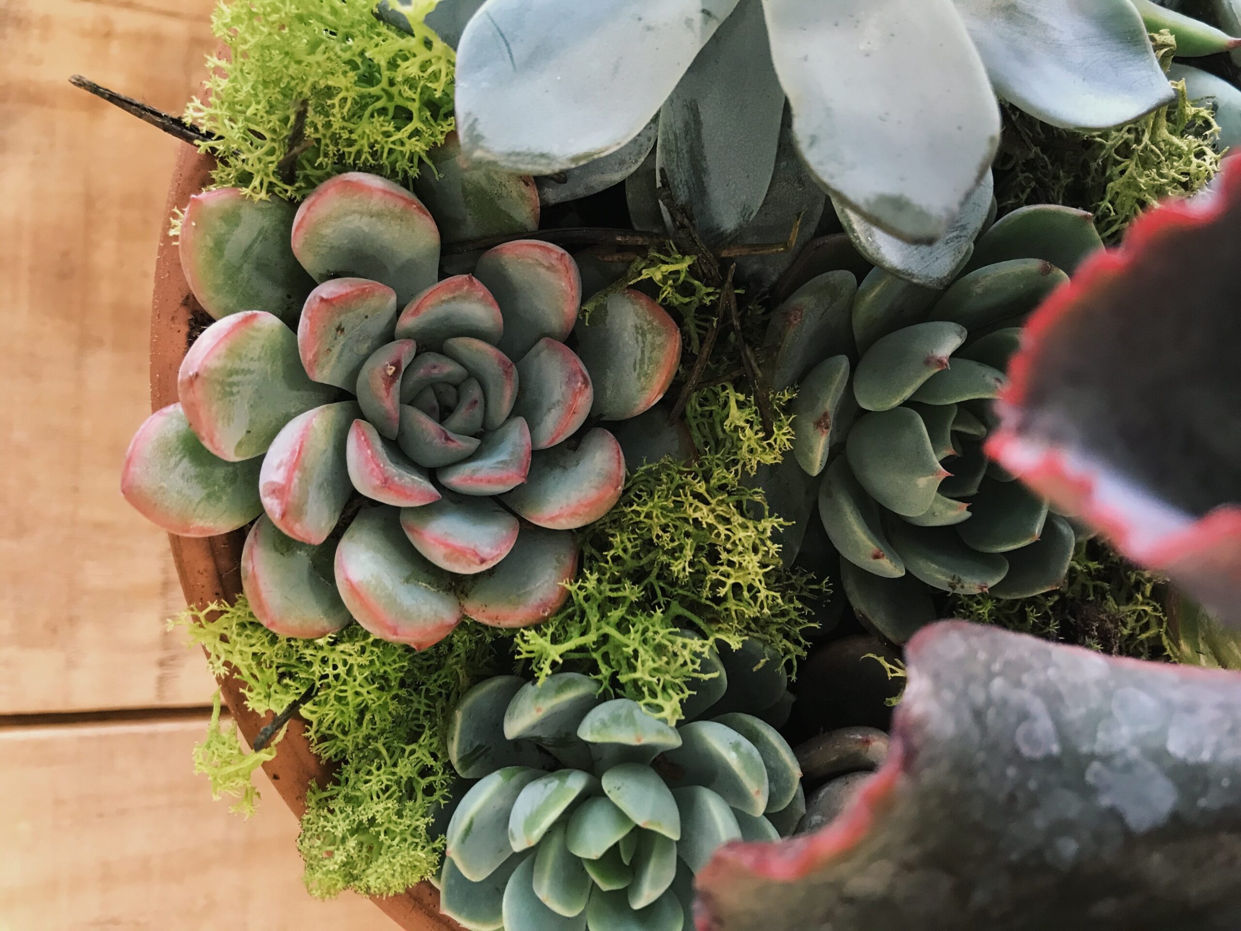 como cuidar de suculentas em vasos