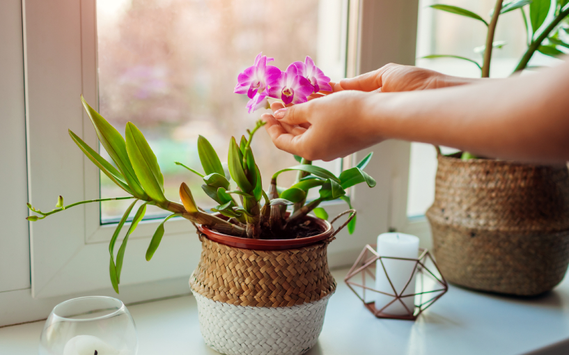 ideias para montar mini laboratório orquídeas em casa