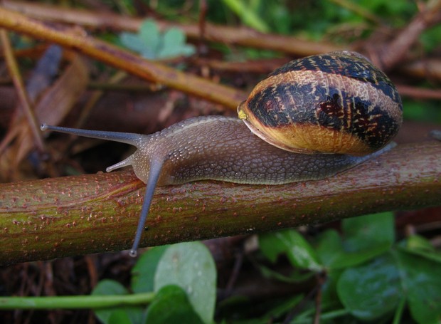como eliminar caramujos do quintal