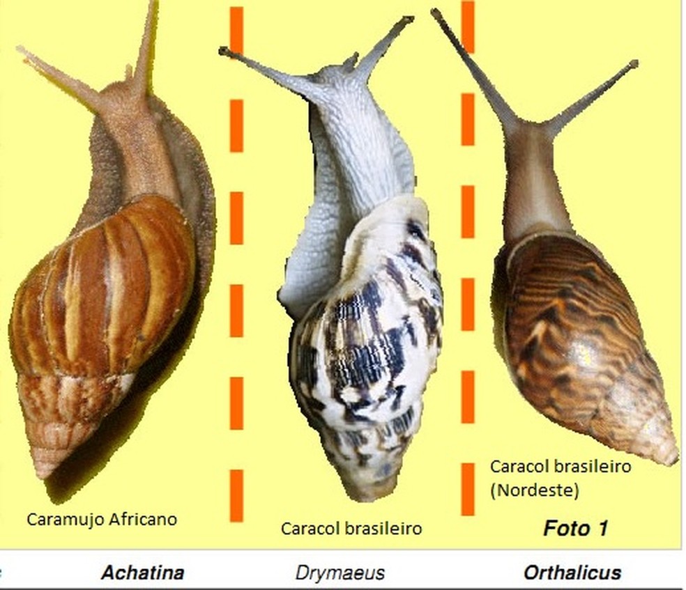 Como Criar um Jardim Livre de Caramujos: Dicas de Prevenção