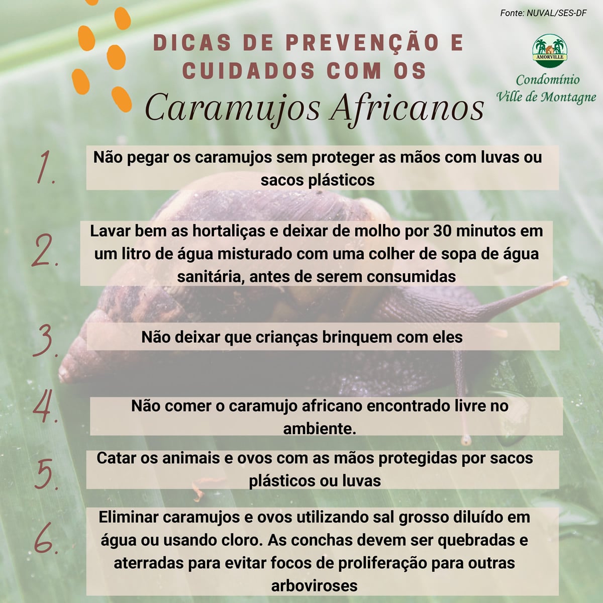 Receitas Caseiras para Afastar Caramujos: Eficácia Comprovada