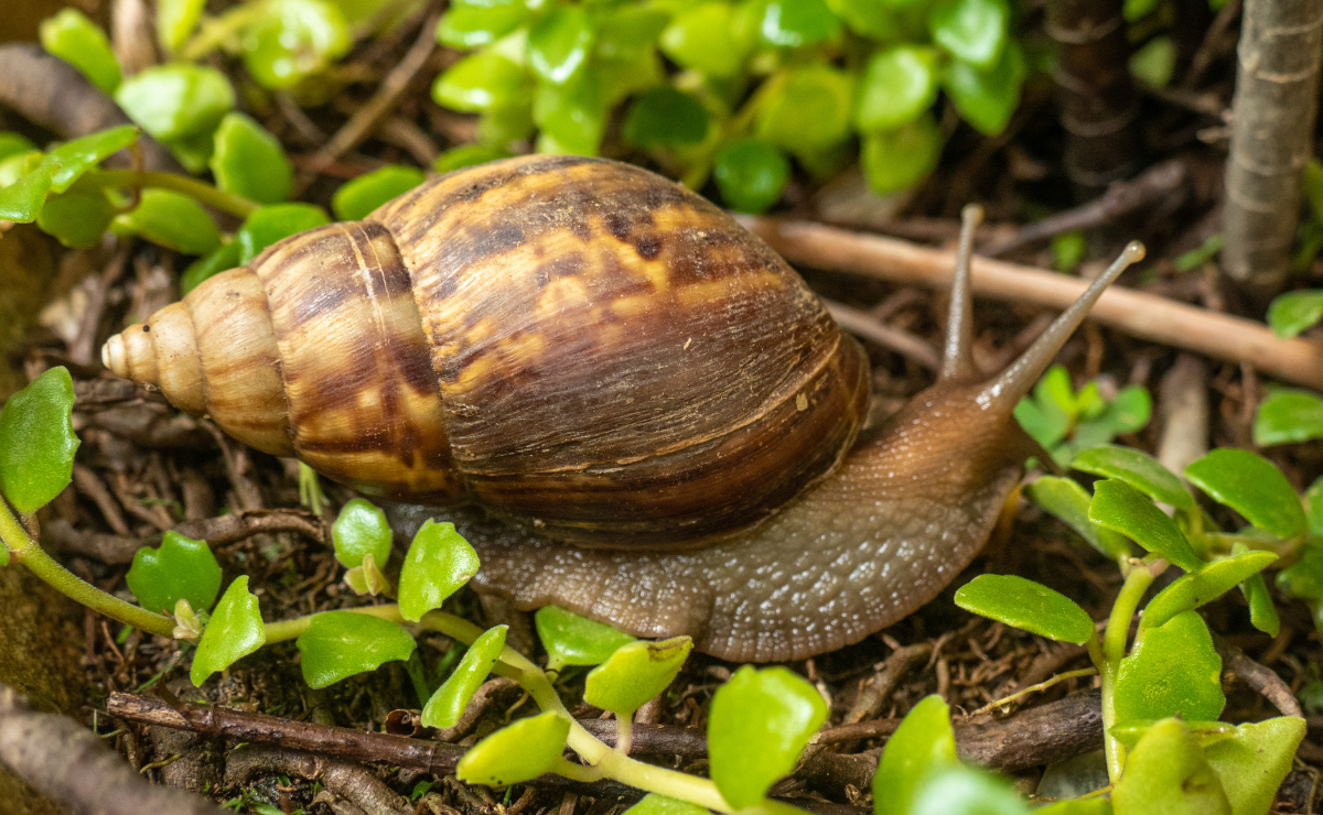 Os Perigos do Caramujo Africano para a Saúde e o Meio Ambiente