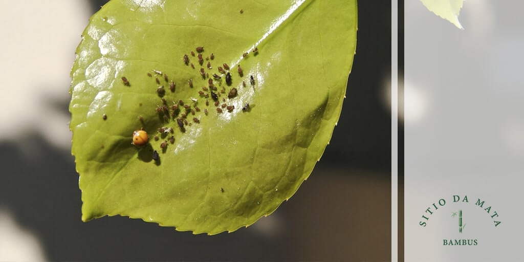 5 Receitas de Inseticidas Naturais para Salvar suas Plantas