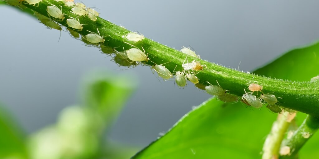 O Poder do Óleo de Neem: Seu Aliado Contra Pragas Resistentes