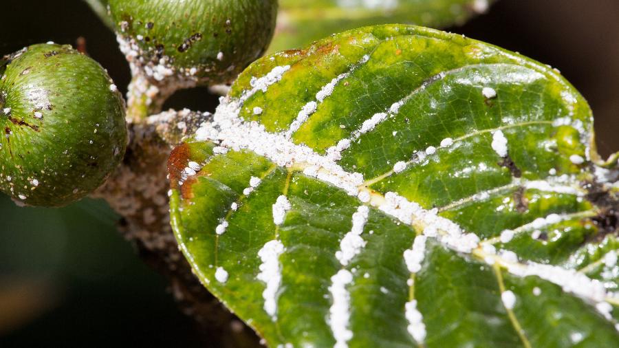 Dicas Essenciais de Aplicação para Tratamentos Caseiros em Plantas
