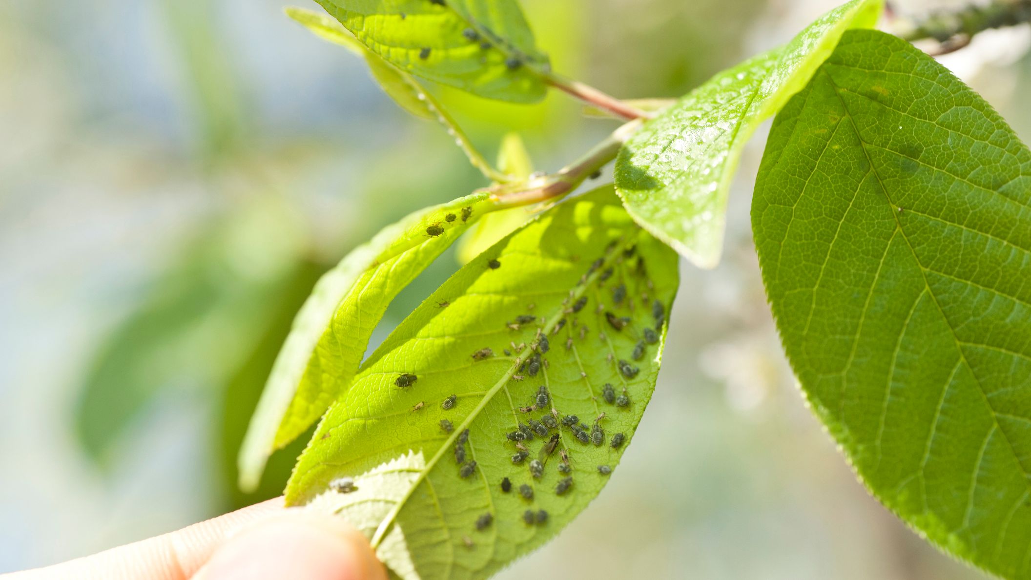 5 Receitas de Inseticidas Naturais para Salvar suas Plantas