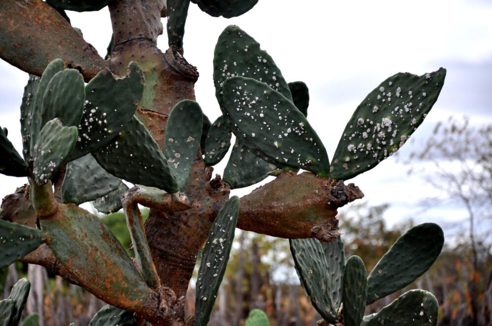 Guia Completo: Como Identificar e Combater Fungos em Plantas