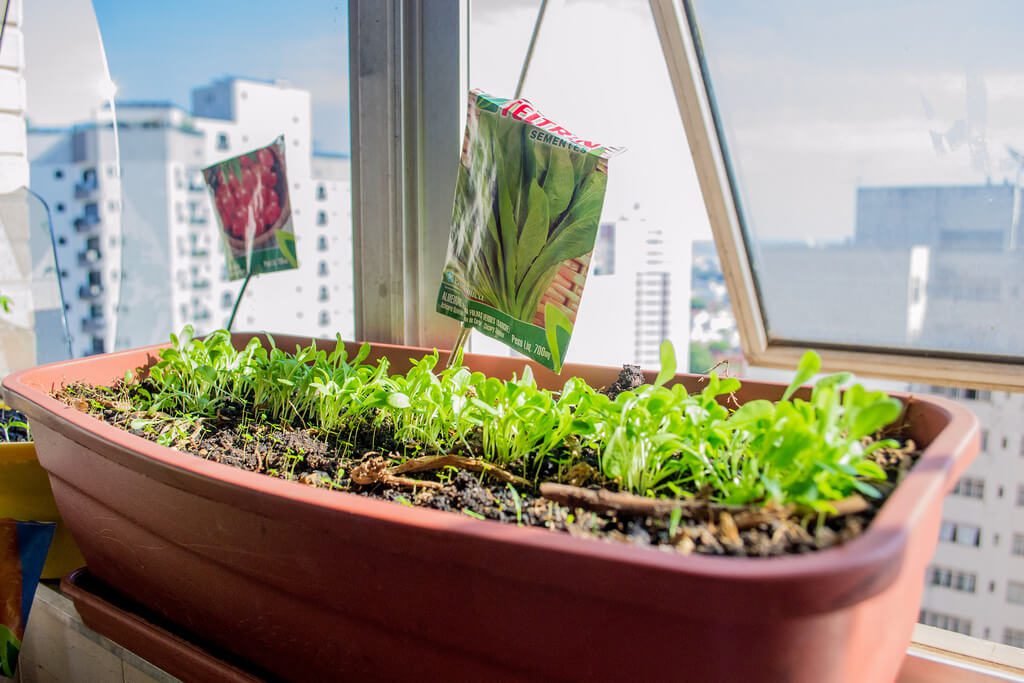 quais plantas de horta precisam de sol