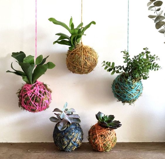 As Melhores Plantas para seu Kokedama: Guia Completo