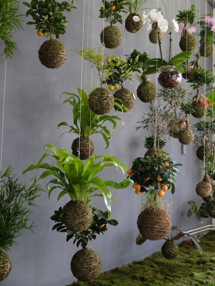 Diferença entre Kokedama e Outras Técnicas de Jardinagem Suspensa