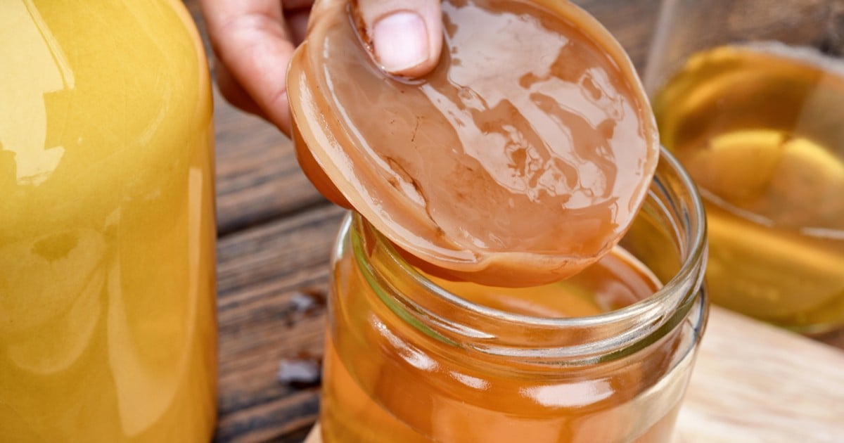 como fazer kombucha
