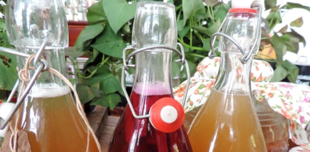 ingredientes necessários para fazer kombucha