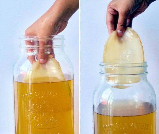 benefícios e riscos do consumo de kombucha