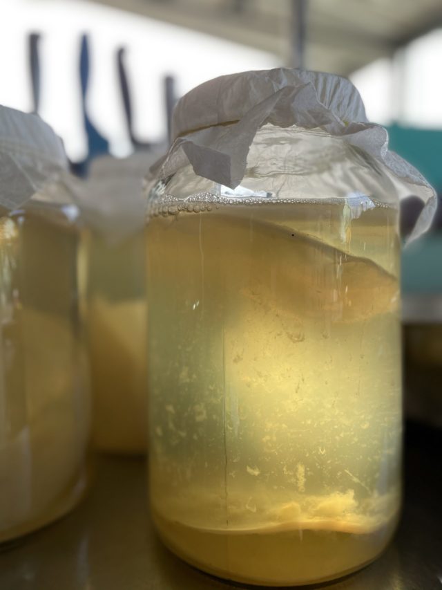 segunda fermentação da kombucha para gaseificar