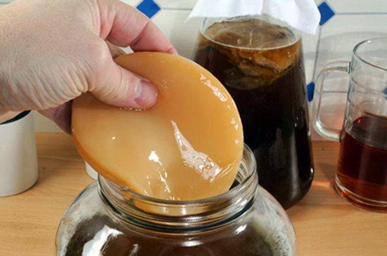 cultivo de SCOBY para kombucha