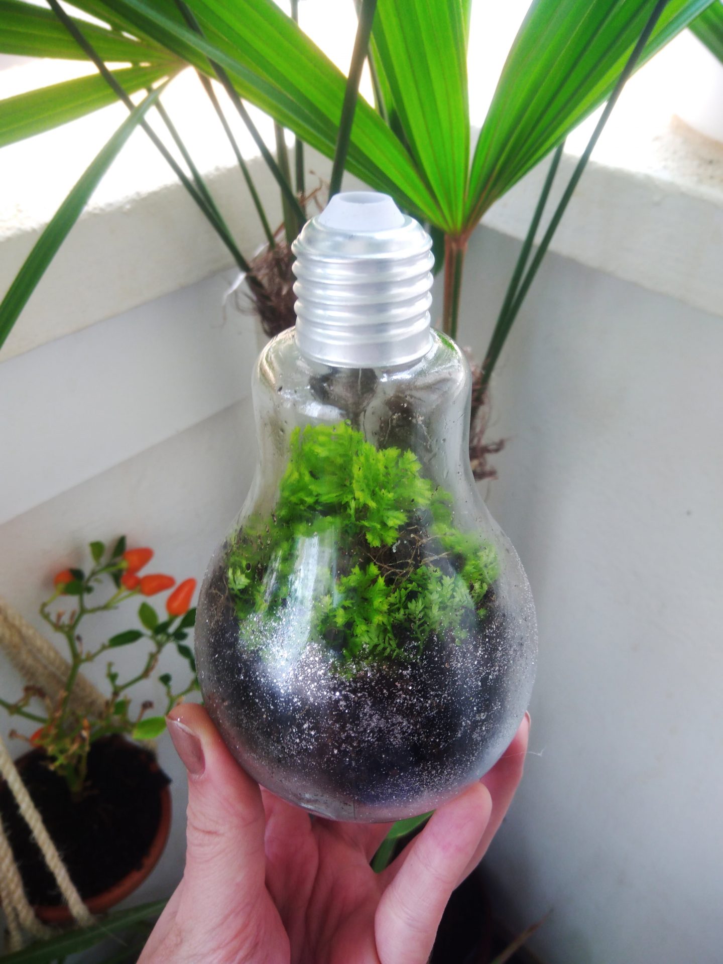 mini jardim em lâmpada passo a passo