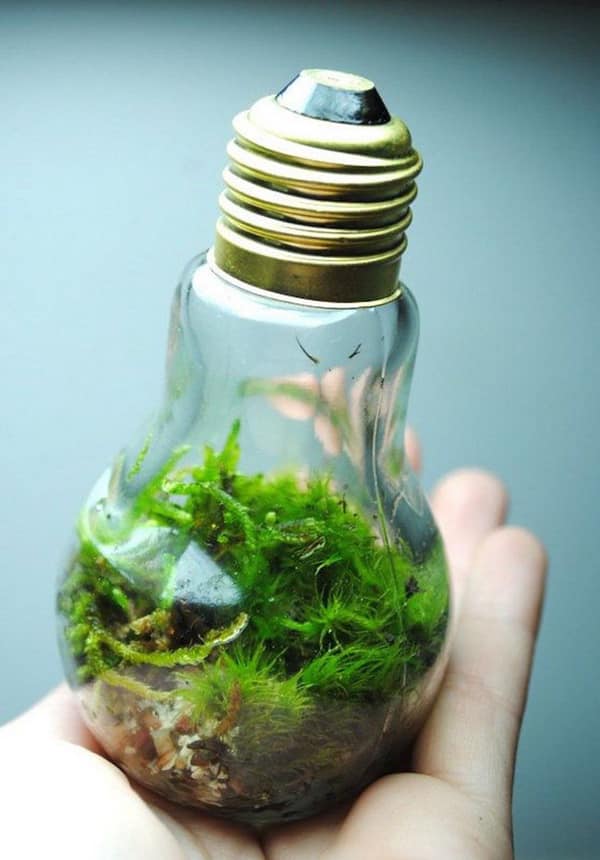 diy terrário com materiais reciclados