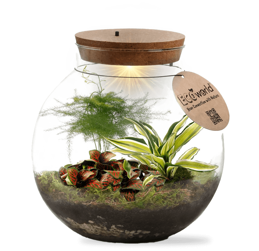 plantas para terrário de lâmpada