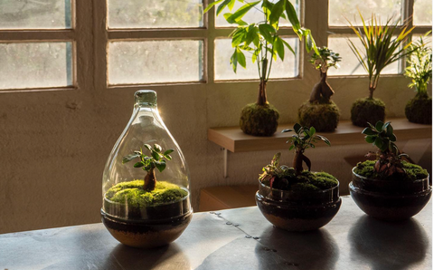 cuidados com mini terrário em lâmpada