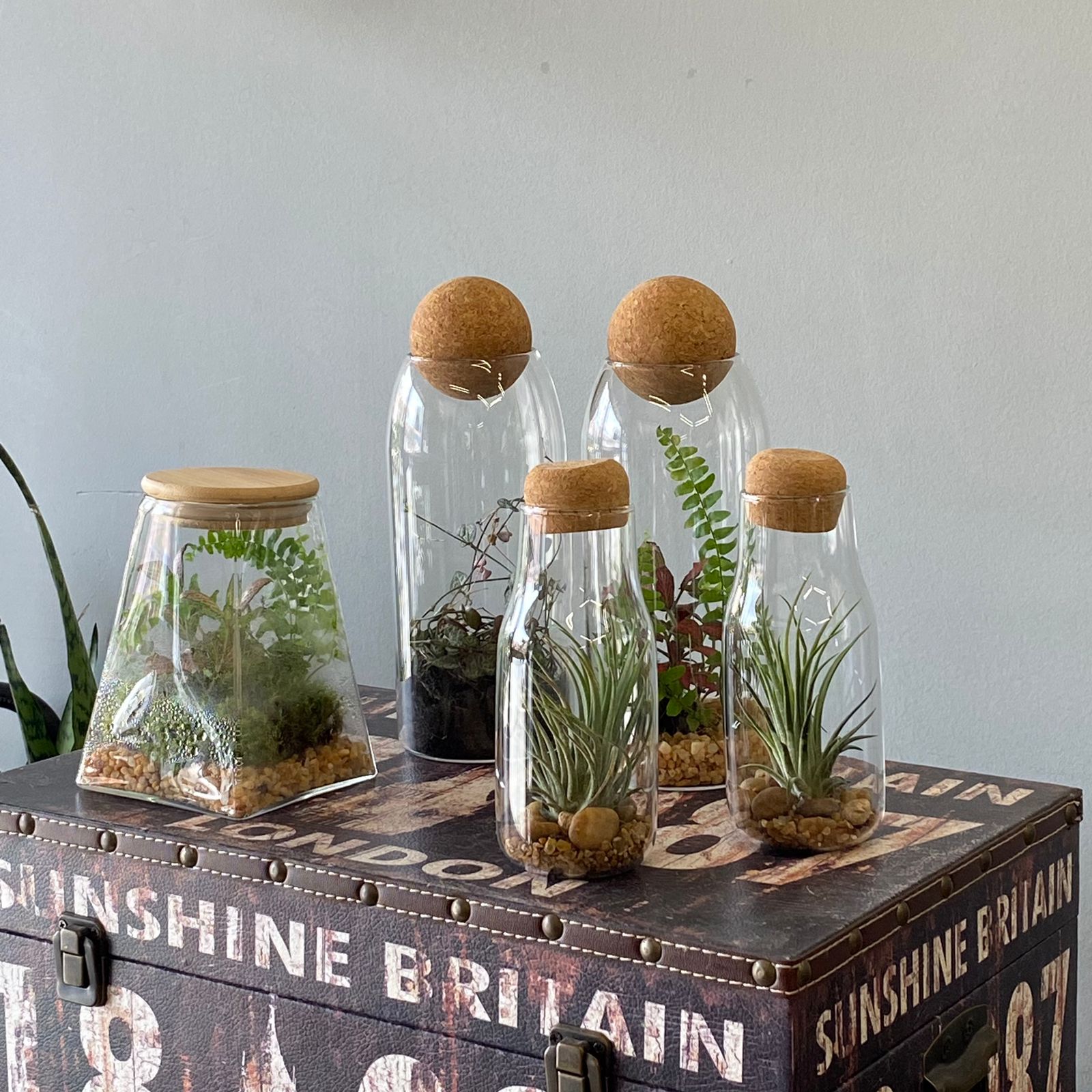 como fazer mini terrário com lâmpada queimada