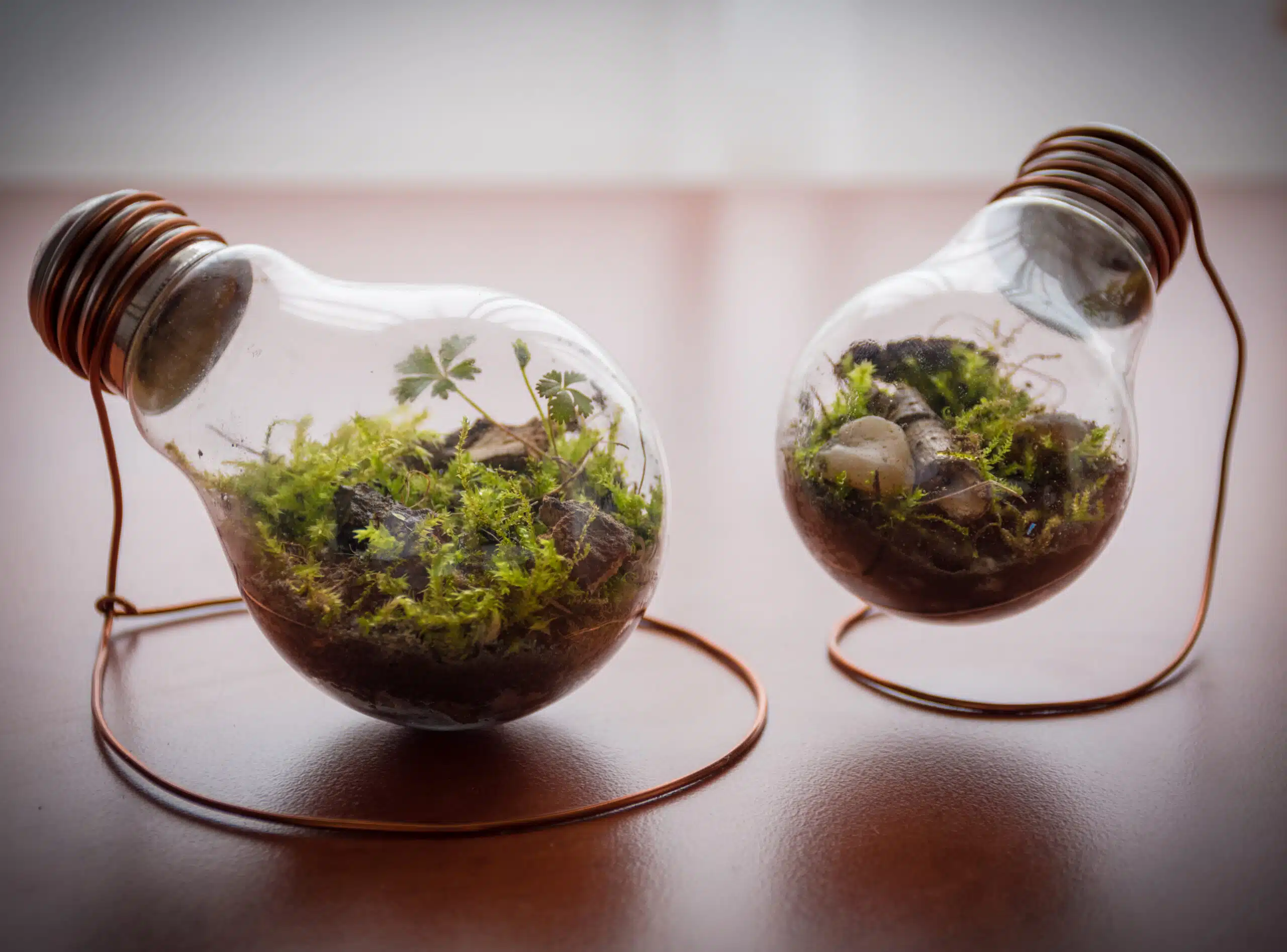 como fazer terrário em lâmpada