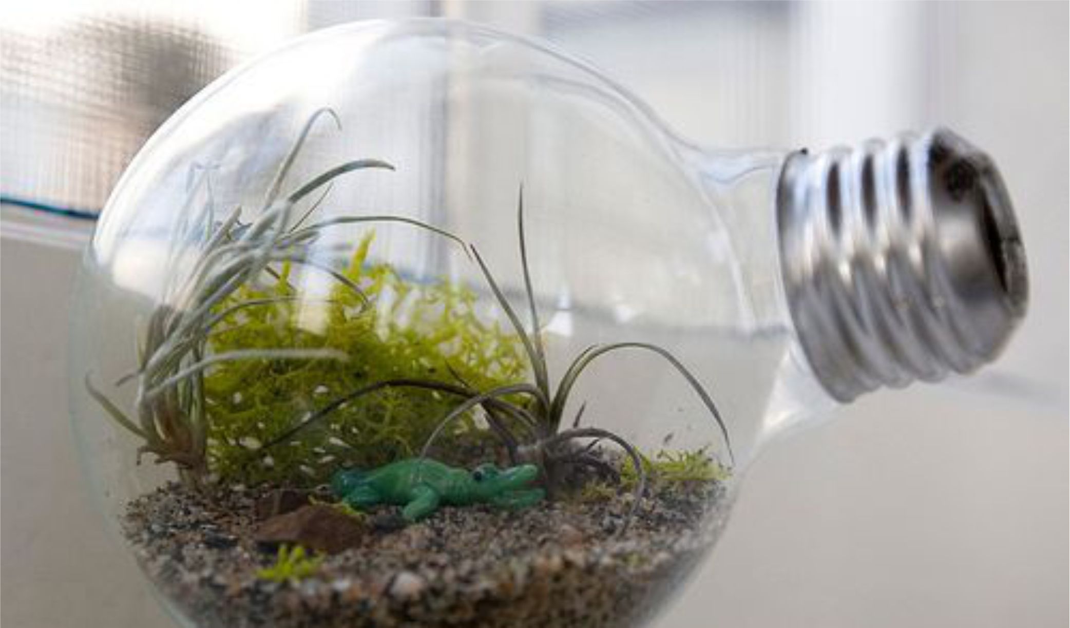 mini jardim em lâmpada passo a passo