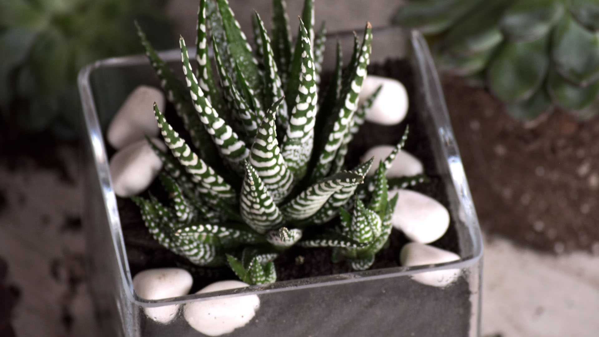 plantas para terrário de lâmpada