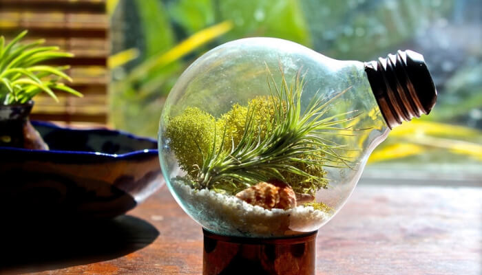 diy terrário com materiais reciclados