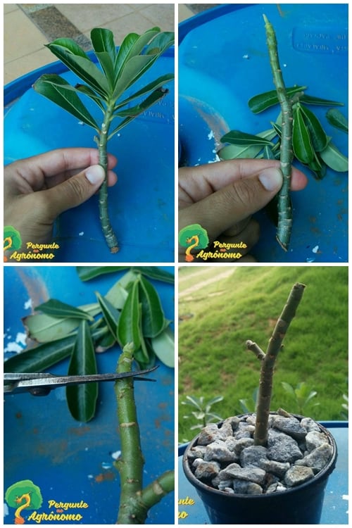 como fazer muda de rosa do deserto