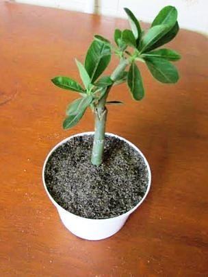 como fazer muda de rosa do deserto pela raiz