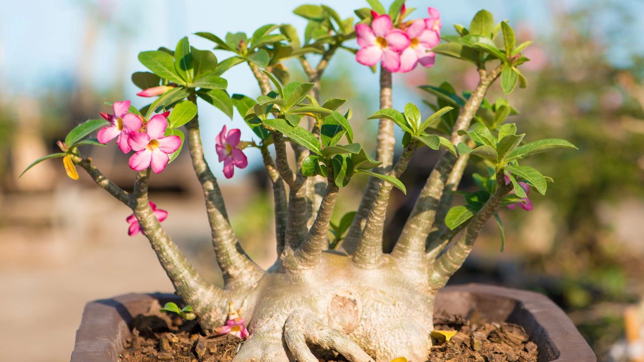 tempo para enraizar rosa do deserto