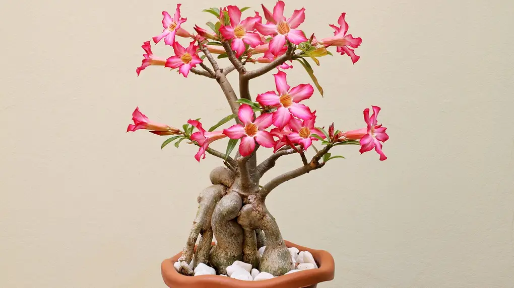 melhor epoca para fazer estacas de rosa do deserto