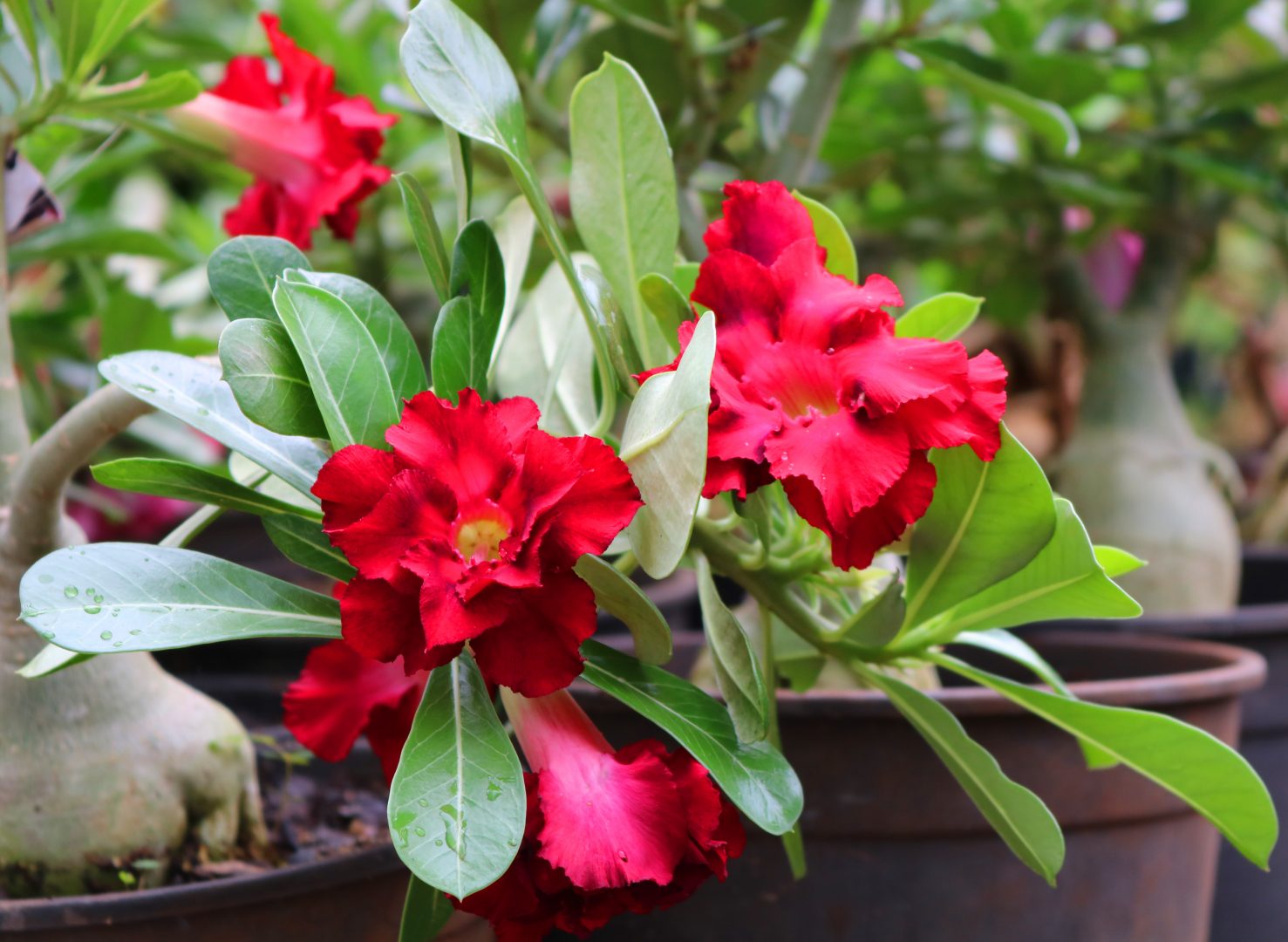 como fazer muda de rosa do deserto pela raiz