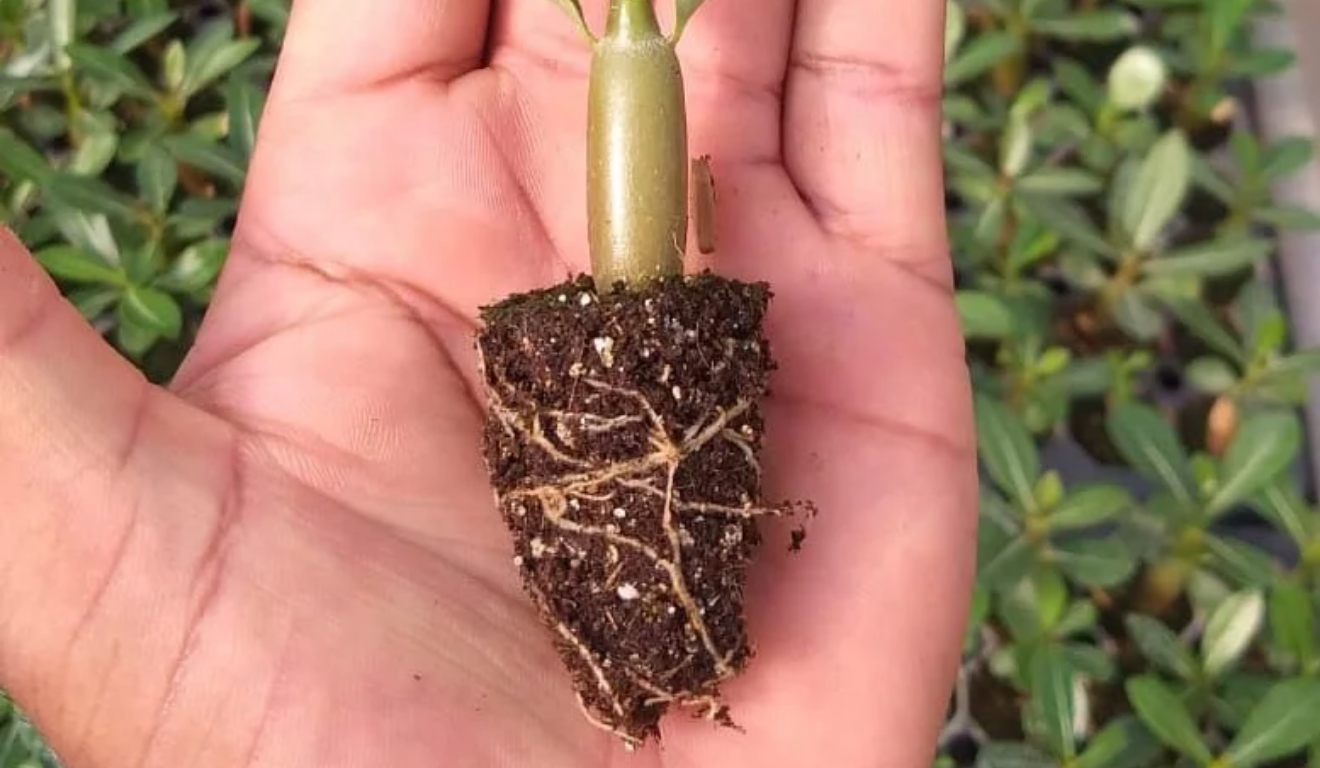 como plantar rosa do deserto de galho