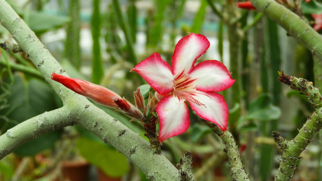 tempo para enraizar rosa do deserto