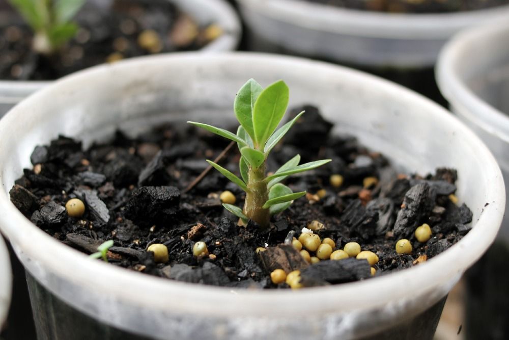 mudas de rosa do deserto em agua