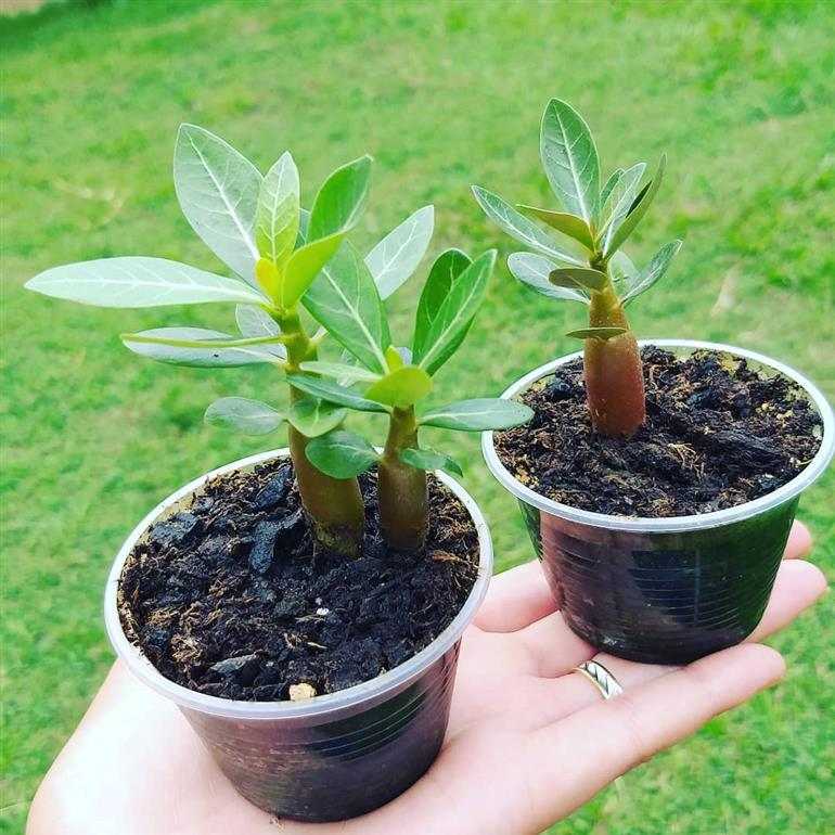 melhor epoca para fazer estacas de rosa do deserto