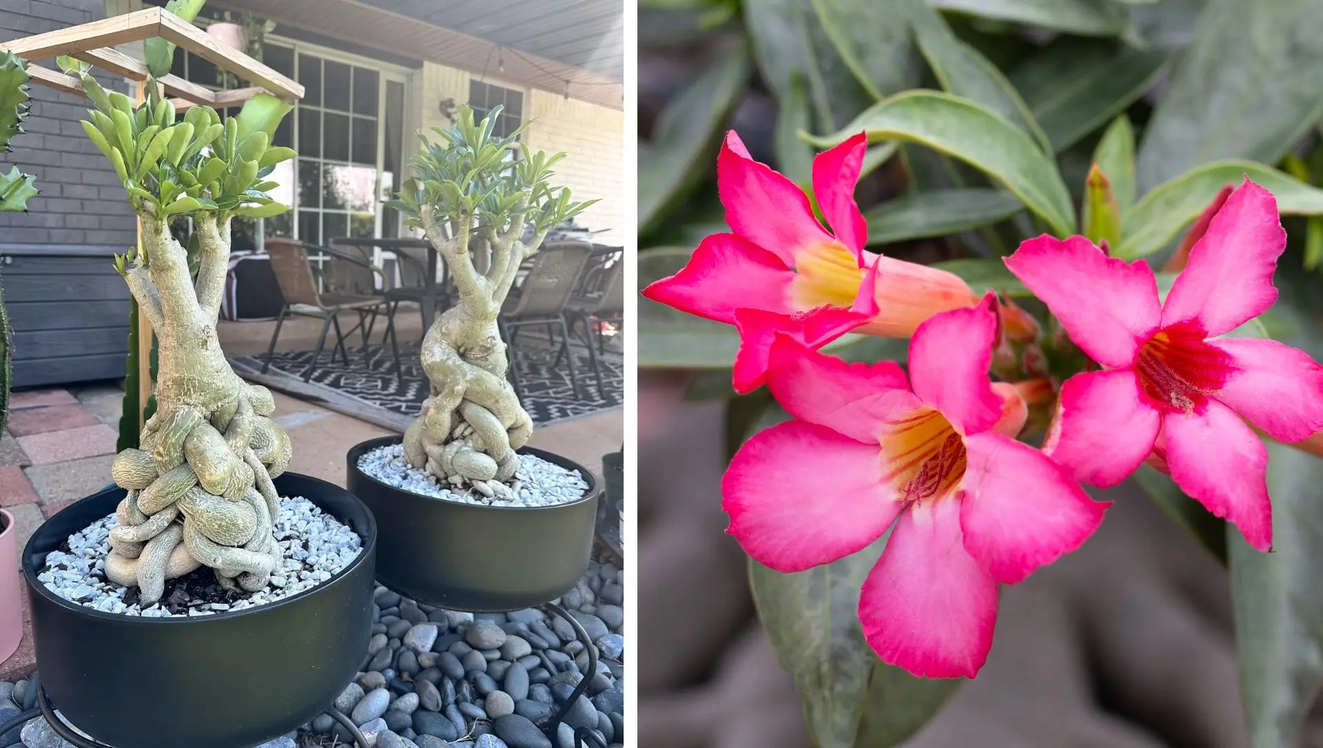 como fazer muda de rosa do deserto