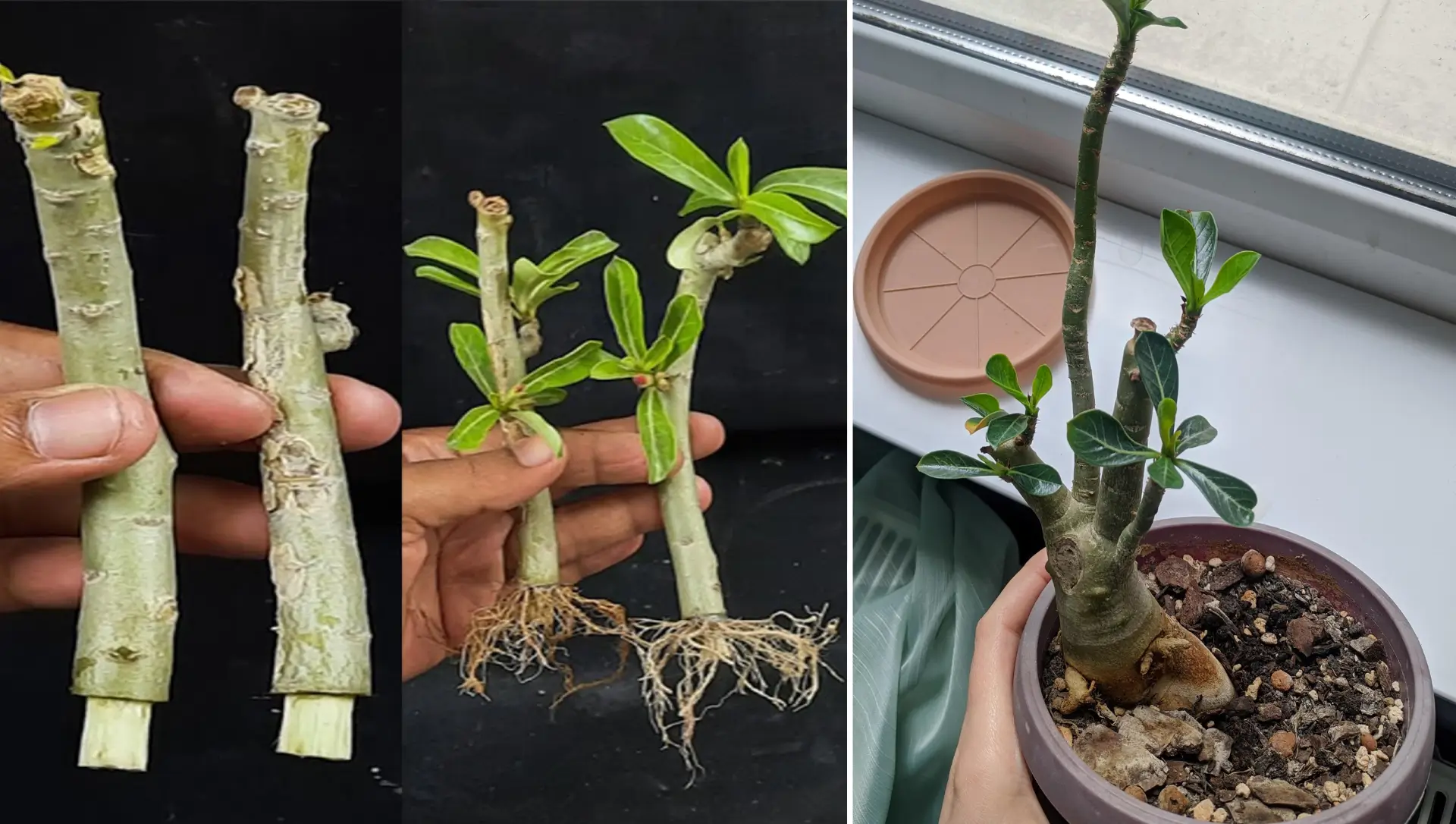 como fazer muda de rosa do deserto pela raiz