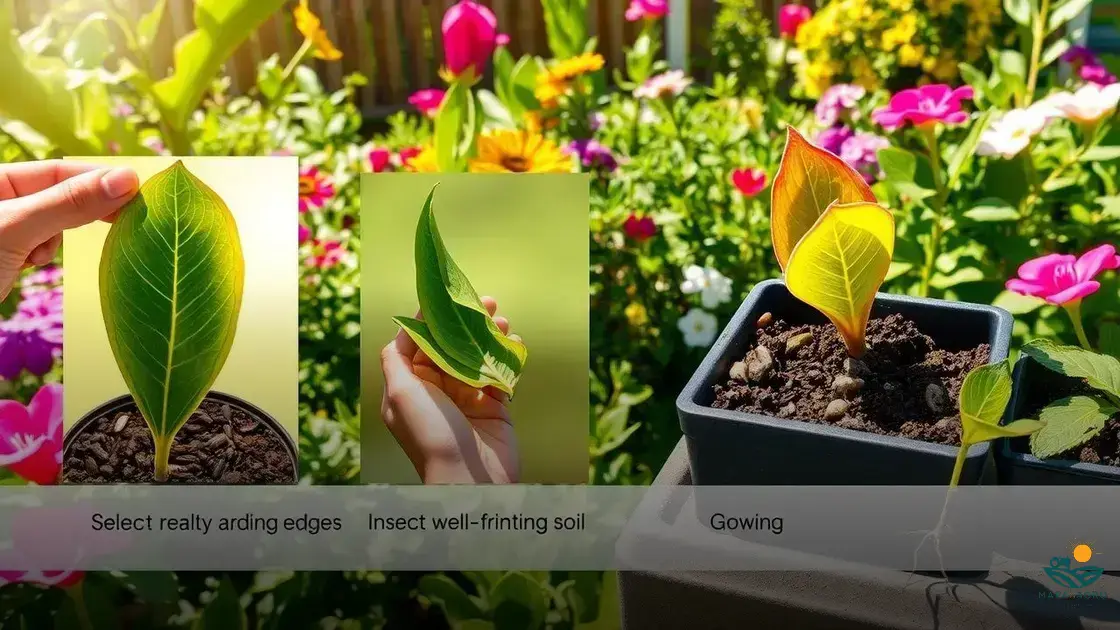 como plantar rosa do deserto de galho