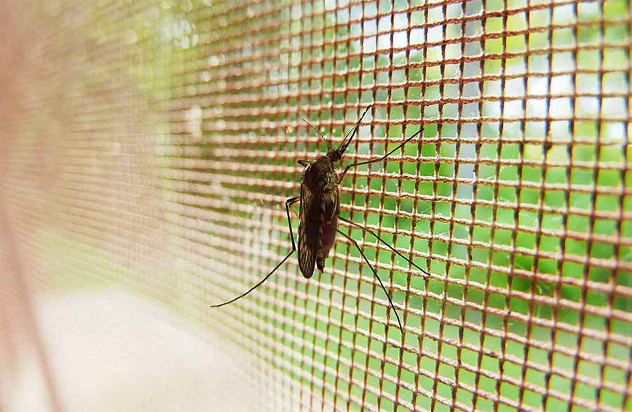 Como Limpar Tela Mosquiteiro Facilmente