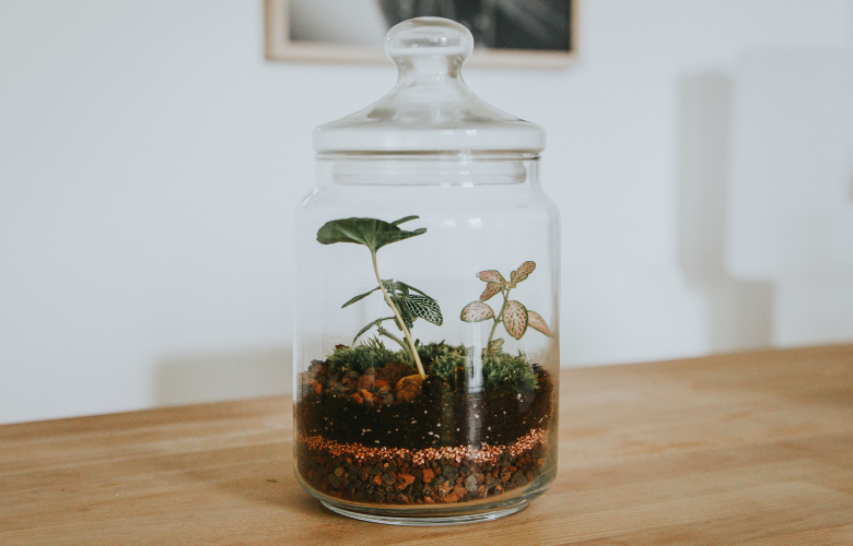 Como Fazer Terrário Fechado Autossustentável
