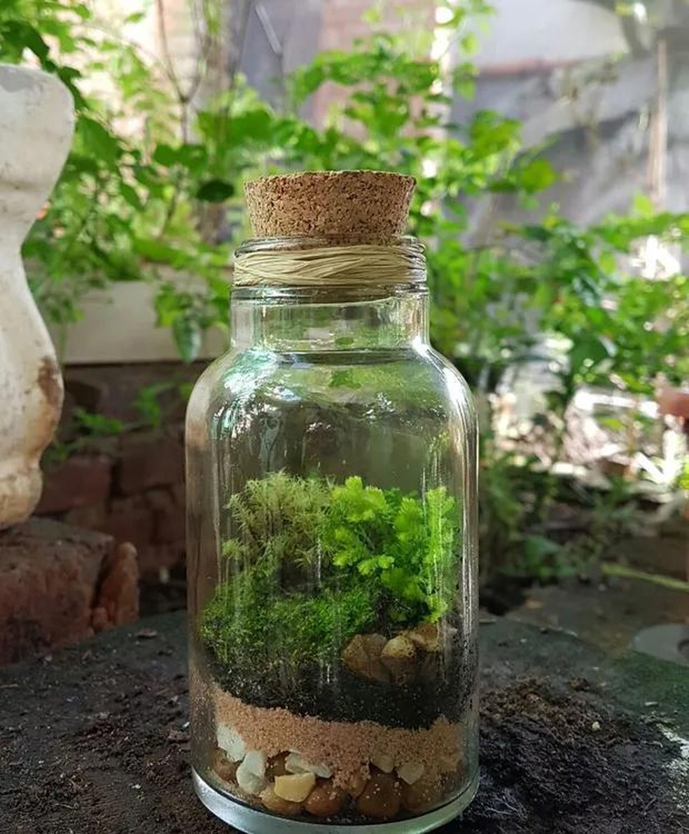 Guia Completo: Escolhendo o Recipiente Ideal para Seu Terrário Fechado