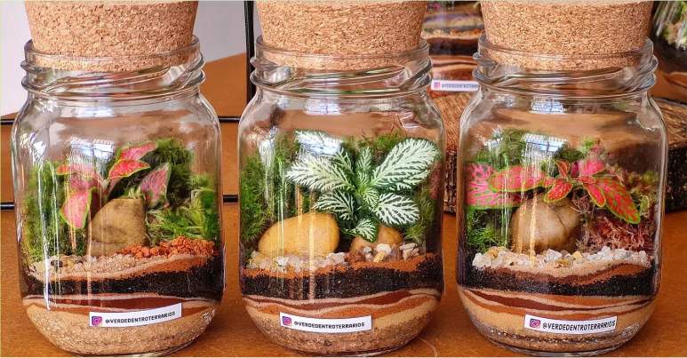 As Melhores Plantas para Terrários Autossustentáveis e Onde Encontrá-las