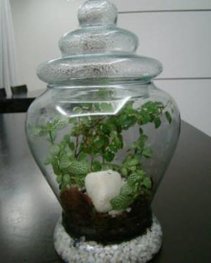 Guia Completo: Escolhendo o Recipiente Ideal para Seu Terrário Fechado