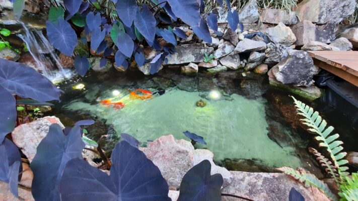 Os melhores peixes e plantas para lagos ornamentais