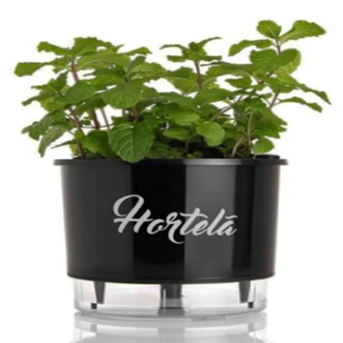 diy self-watering planter pet bottle