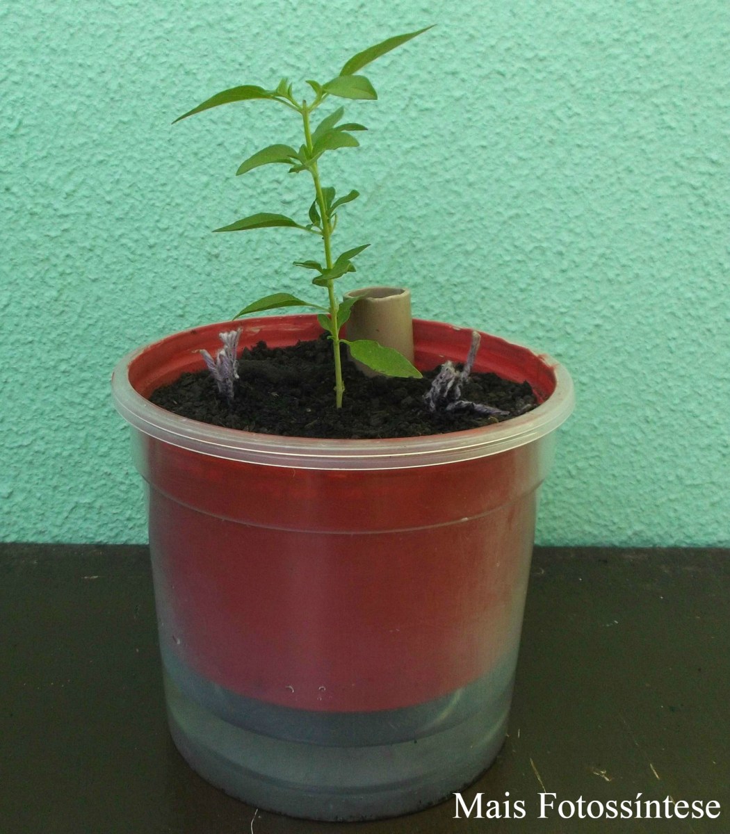 vaso de planta que se rega sozinho